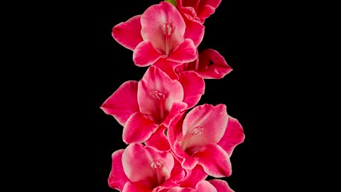 Red gladiolus flower blooming