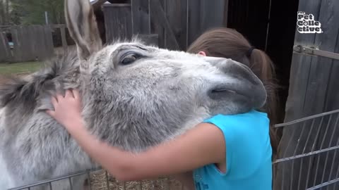 Beautiful Animal Videos! Hilarious Horses Slide Down Hill