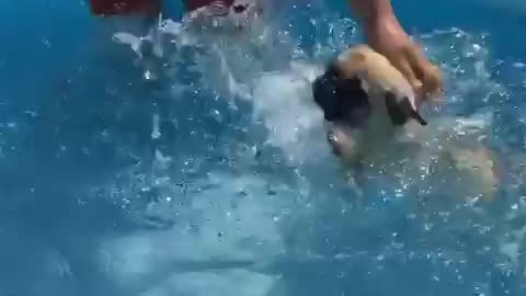 Amazing pug being a fantastic swimmer!