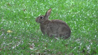 Wild Rabbit Close Up Eating Some Grass 2021