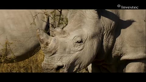 Orphaned Rhinos Named Are Bein Realesed Back Into The Wild After 5 Years of Rehabilitation