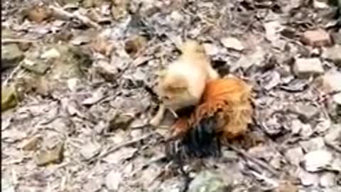 Chiken VS Dog Funny video