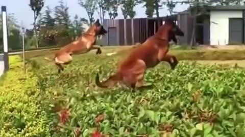 Have you ever seen longs jumping dogs