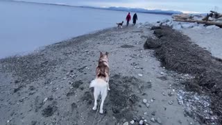 relax classical music sound of the ocean two beautiful dogs making friends