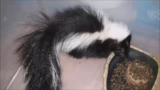 Baby Skunk Rescue, Part II