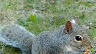 I woke up and look outside and I saw Mika The Squirrel waiting for me on the patio table 🐿️🥰