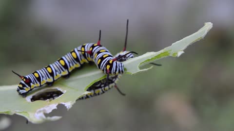 A worm that eats leaves