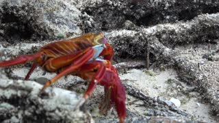 Colorful crab blows bubbles while it explores the mangroves for food