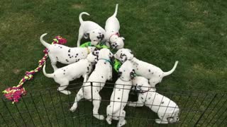 12 Dalmatian puppies "attack" gigantic snake