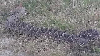 Massive Rattlesnake