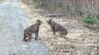 Two Lynxes in Ontario Have Intense Conversation