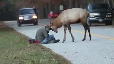 When animals and birds and humans are bonded with love! This happens!