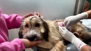 Chilean vet helps animals injured in wildfires