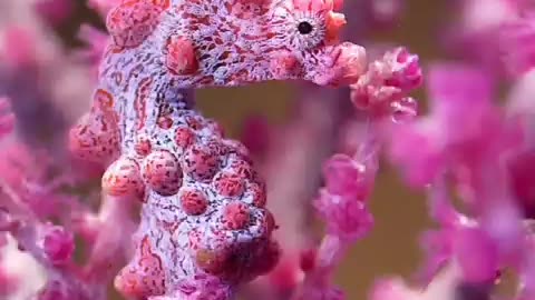 Bargibant's seahorse or the pygmy seahorse