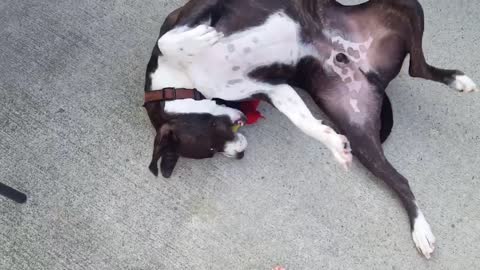 As smart as Bruno the pitbull is, he’s just as goofy. All he had to do was get up!