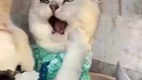 Cute 🥰 and funny 😄 Cat 🐱 Video!"