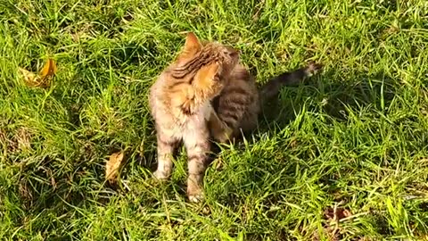 A cute kitten is playing in the yard.