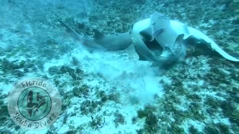 Never Seen In The Wild...Nurse Shark Mating capture by local Florida