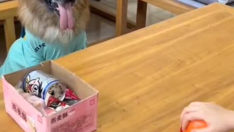 When your dog is smarter than you to win the dice game! Funny video