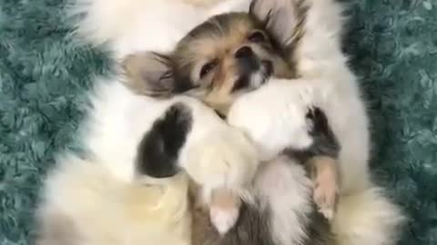 Sooo soothing to see happy and cute puppys