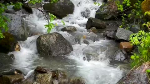 Peaceful Stream in Alaska | Enjoy a Breath of Relaxation!