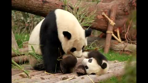 Funny Pandas, Being PANDAS | Cute Panda Compilation