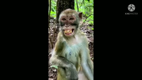 Funny monkey video