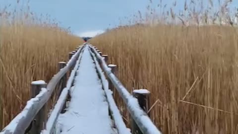 Snowy Kemeri Bog Boardwalk