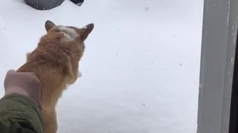 Corgi gets thrown in a pile of snow and sinks in