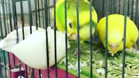 Lovebirds greedily eat eggs inside the cage (1)