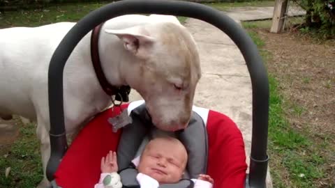 The cutest Bull Terrier attack you'll ever see!