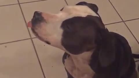 Dog hilariously attempts to lick peanut butter off nose
