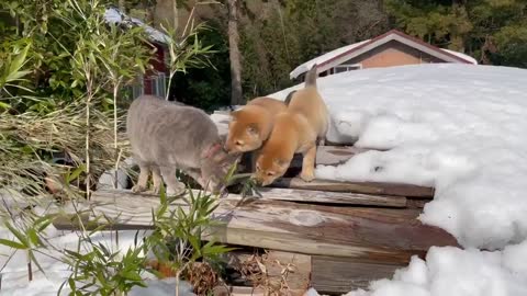 two cute puppies lick cat's head and play with it in snow