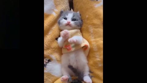 So Cute Pets Cute Baby Animals & Funny Pets Video gatitos 2