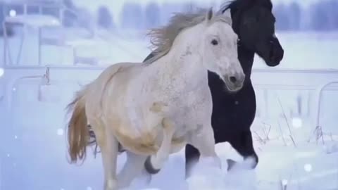 Horse riding | lovely horse videos | horse High jump |