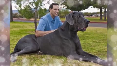 Biggest Dogs in The World - Largest Dogs - Giant Dogs 2021