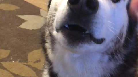 Beautiful Husky Learns To Speak