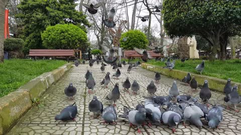 Pigeons eat seeds