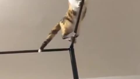 Funny cat trying to balance...