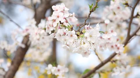 cherry blossoms sway in the wind, pink, light blue