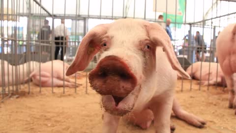 pigs on livestock farm pig farming