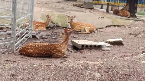 Sika deer is one of my favorite animals. They are very smart.