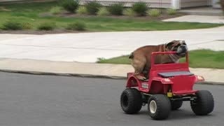 Bulldog Rides Kid's Jeep Toy Car Through The Neighborhood