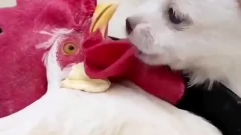 Cute friends 🐓🐩