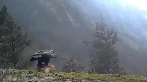 Total Madness: A Golden Eagle Takes A Hold Of A Fox Into the Sky