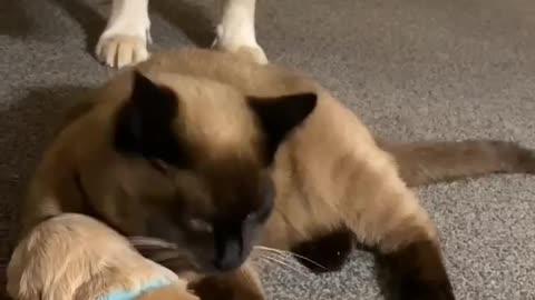 Funniest hogs cat adopted puppy