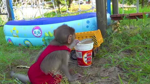 Baby Monkey TaTa collects dinosaur eggs and plays with duckling | Smart Monkey Tata