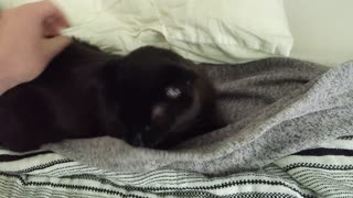 Stella licking blanket during cuddles