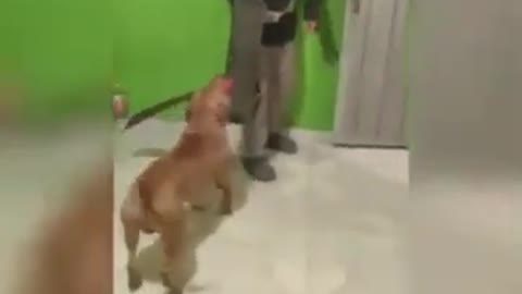 Perro ataca a ladrón del patinete con un machete