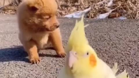 Funny Dog Videos 2022😂🐕 ! Try Not To Laugh